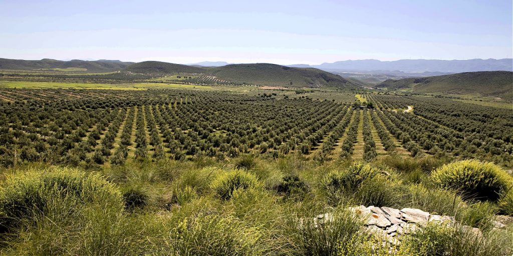 Oro del Desierto Extends NYIOOC Winning Streak - Best Olive Oils